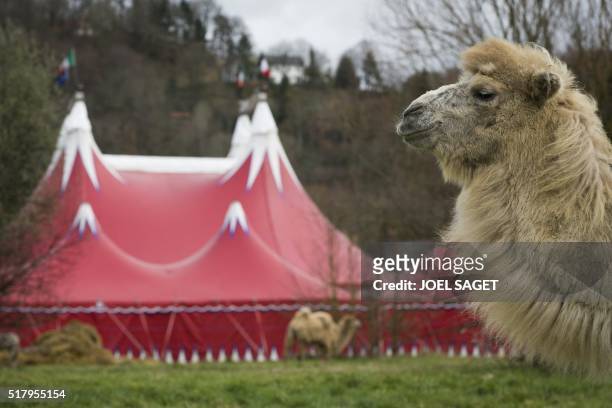 Picture taken on March 26, 2016 shows a camel at the Zavatta Circus in Pont-Audemer.