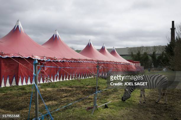 Picture taken on March 26, 2016 shows a zebra at the Zavatta Circus in Pont-Audemer.