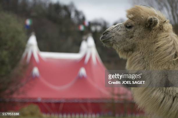 Picture taken on March 26, 2016 shows a camel at the Zavatta Circus in Pont-Audemer.