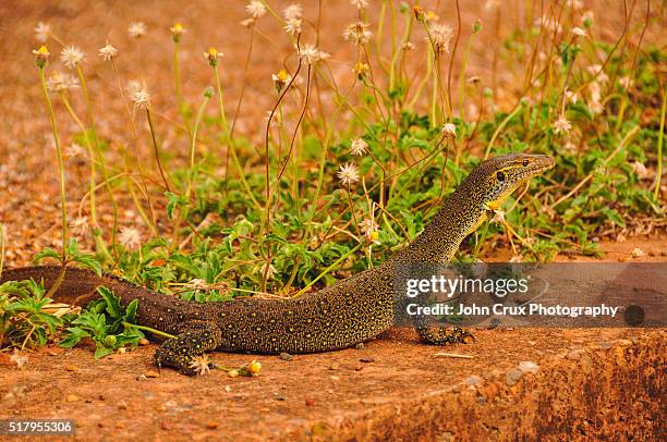 water monitor lizard - monitor lizard kimberley stock pictures, royalty-free photos & images