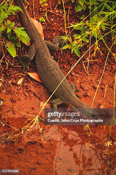 kimberley water monitor - monitor lizard kimberley stock pictures, royalty-free photos & images