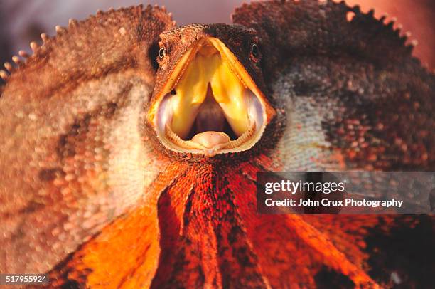 western australian frill necked lizard - frilled lizard stock pictures, royalty-free photos & images