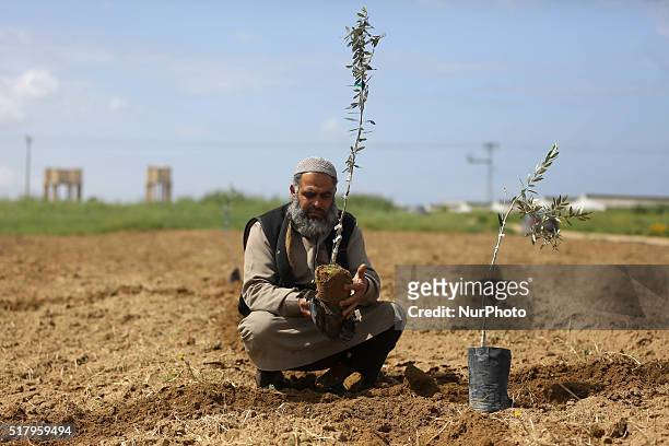 Palestinians Planting olive trees Near the border between Gaza and Israel during a protest marking Land Day at the border between Israeli and Gaza...