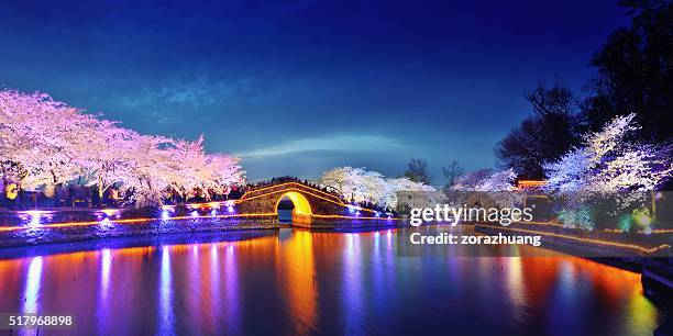 cherry blossoms lush open season - chinese-cherry-tree stock pictures, royalty-free photos & images
