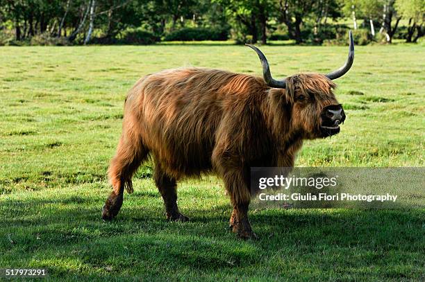 red highland in new forest, hampshire - cow mooing stock pictures, royalty-free photos & images