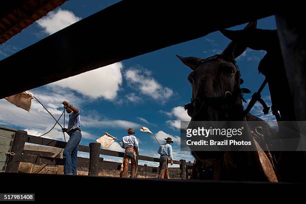 Daily life in a livestock estate in Brazilian Amazon - Cattle loading to slaughterhouse facility - meat export. Figueirópolis d´ Oeste, Mato Grosso...