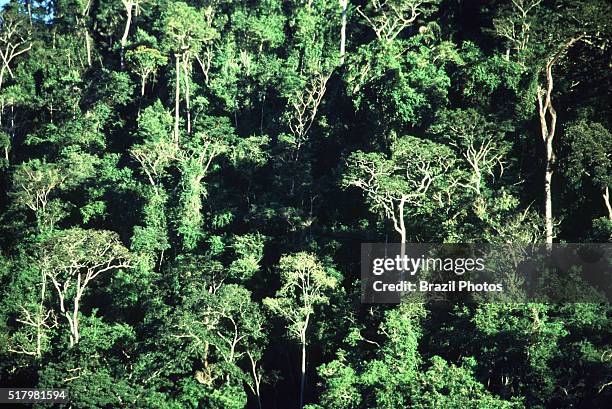 Aerial view of Atlantic forest in Brazil, dense forest with high biodiversity - canopy trees. The Atlantic Forest is a terrestrial biome and region...