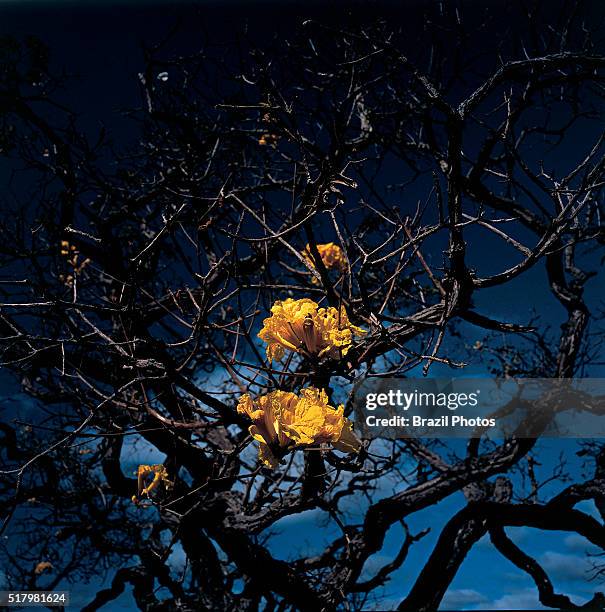 Ipe-amarelo , Morro do Pilar, Serra do Cipo National Park, Minas Gerais State, Brazil.