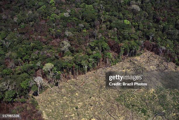 Amazon rainforest clearance for agriculture - deforestation for the agribusiness - economic development creating ecological unbalance.