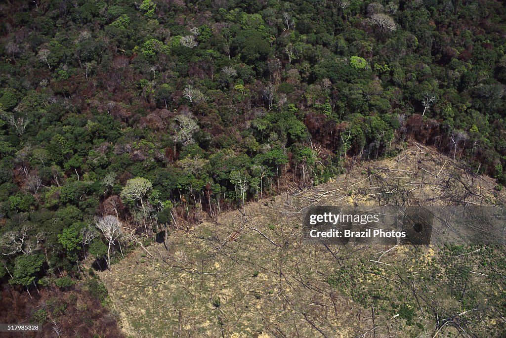Amazon rainforest clearance for agriculture  - deforestation...