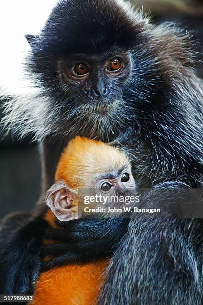 silvered leaf monkey (trachypithecus cristatus) - silvered leaf monkey ストックフォトと画像