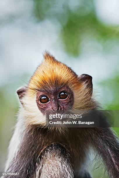 silvered leaf monkey (trachypithecus cristatus) - silvered leaf monkey fotografías e imágenes de stock