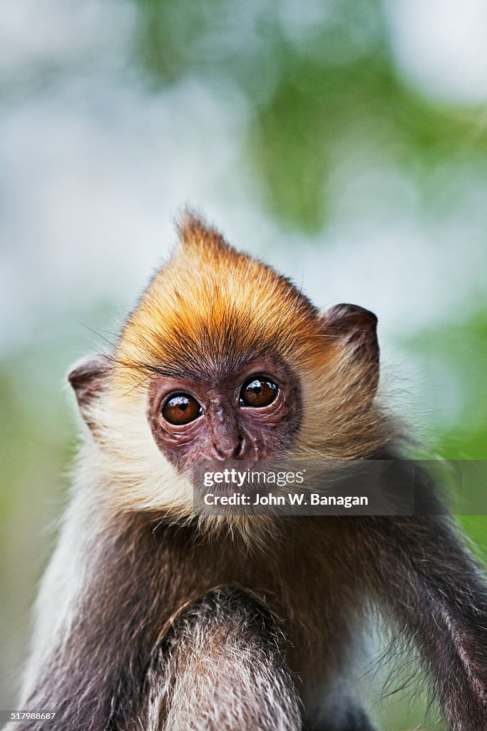 Silvered leaf monkey (Trachypithecus cristatus)