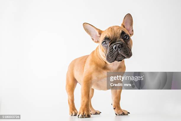 french bulldog - buldogue francês imagens e fotografias de stock
