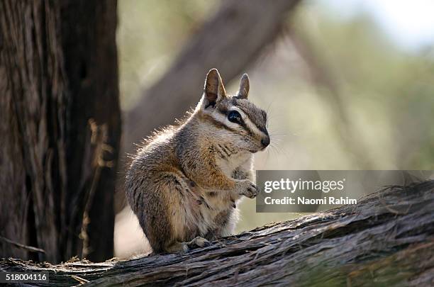 close up view of a cute chipmunk, sitting on a branch, looking at camera, in grand canyon national park, arizona - arizona ground squirrel stock-fotos und bilder