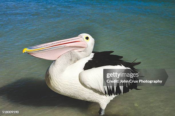 australian beach pelican - monkey mia stock pictures, royalty-free photos & images