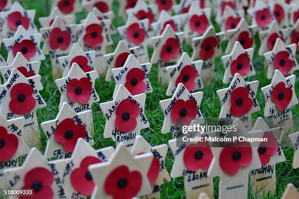 poppies, garden of remembrance, westminster abbey - remembrance day - fotografias e filmes do acervo