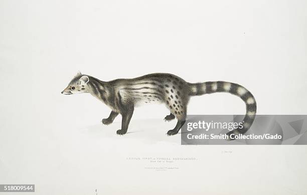 An colored illustration of the Bengal Civet cat, this subspecies is find in South and Southeast India, the image comes from the book Illustrations of...