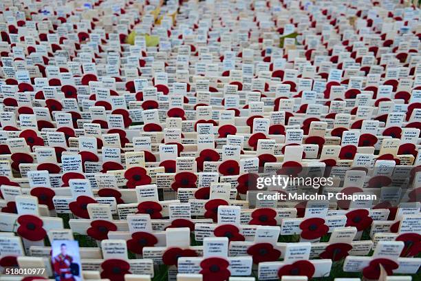 field of remembrance, poppy day, westminster abbey - oriental poppy stockfoto's en -beelden