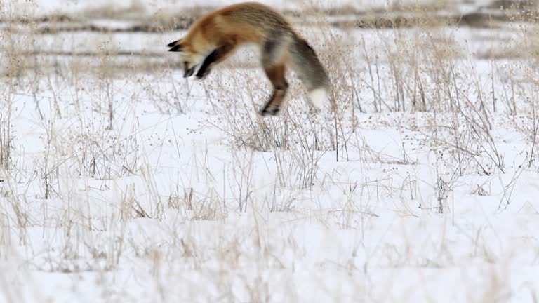 Fox Pouncing Front View 61 Fox Jumping In Snow Stock Videos, Footage, & 4K Video Clips - Getty ...