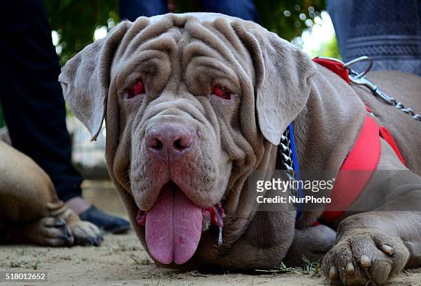 Participant carries his pet Neopolitan Mastiff at Dog show, in Allahabad on March 29,2016.