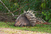 Porcupine on the grass