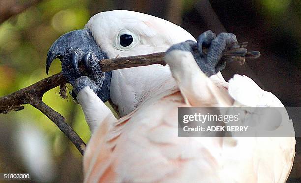 This photo shows a protected Salmon-crested cockatoo in Jakarta, 27 November 2004. Conservation group Birdlife International earlier this month...