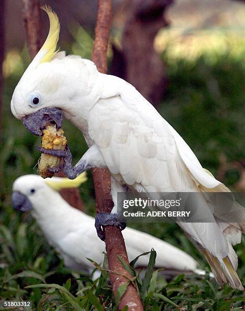 This photo shows protected Sulphur crested cockatoos in Jakarta, 27 November 2004. Conservation group Birdlife International earlier this month...