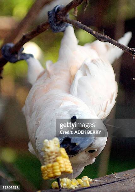 This photo shows a protected Salmon-crested cockatoo in Jakarta, 27 November 2004. Conservation group Birdlife International earlier this month...