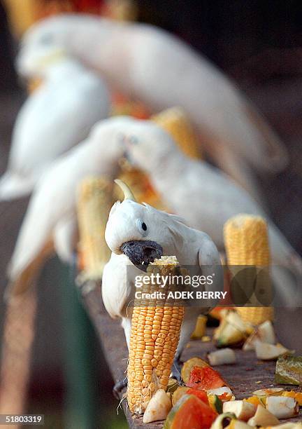 This photo shows protected a Sulphur crested cockatoo in Jakarta, 27 November 2004. Conservation group Birdlife International earlier this month...