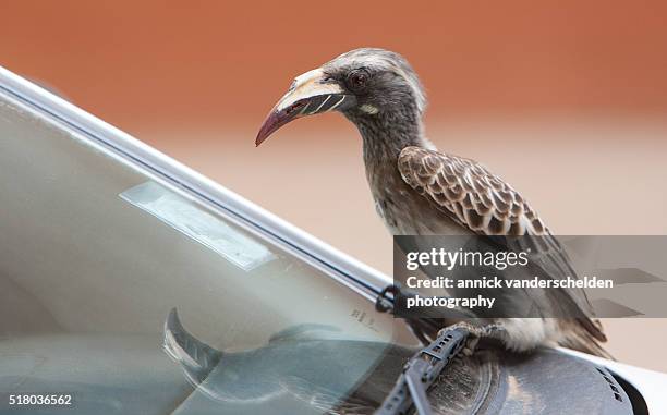 african grey hornbill on a car. - african grey hornbill stock pictures, royalty-free photos & images