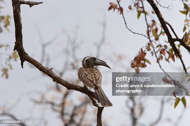 african grey hornbill. - african grey hornbill stock pictures, royalty-free photos & images