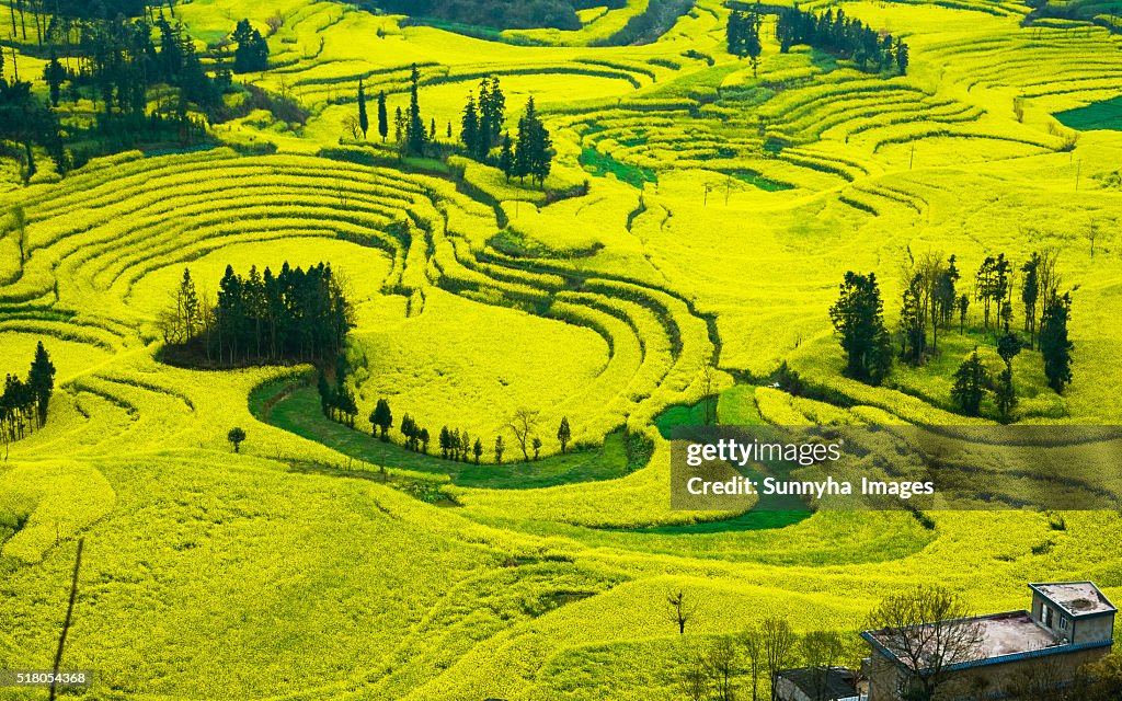 Rapeseed flowers