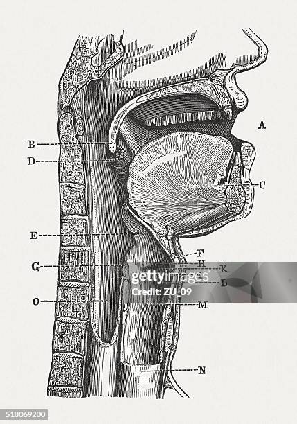 ilustrações, clipart, desenhos animados e ícones de discurso de órgãos humanos, entalhes de madeira, publicado em 1880 - úvula