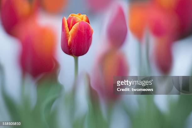 close up of a red tulip in flower bed. - tulips stockfoto's en -beelden