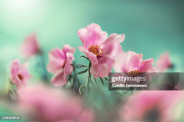 close up of portulaca grandiflora (moss rose) - flowers full frame stock pictures, royalty-free photos & images