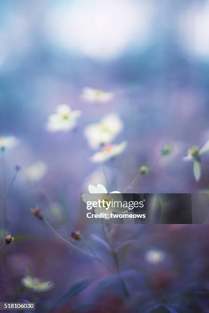 close up of japanese anemones - autumn white flowers. - morning dew flower garden stock-fotos und bilder