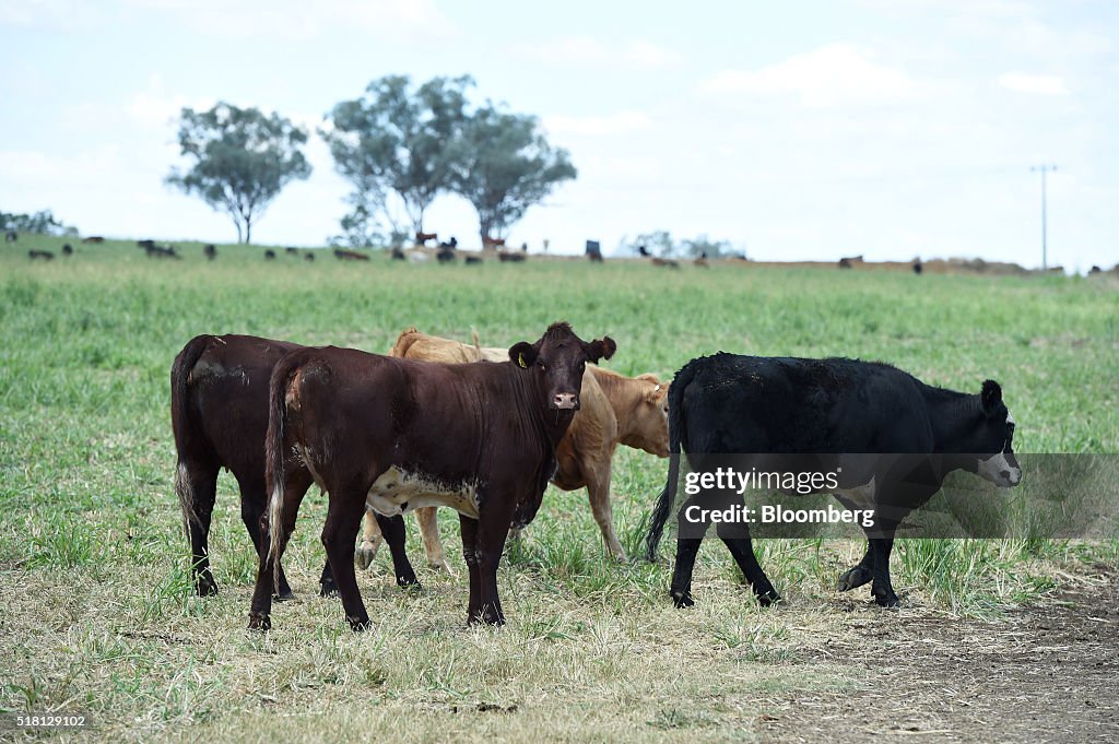 Operations Inside Bindaree Beef Ltd. As China's Money Could Help Kill Two Cows Every Minute in Australia