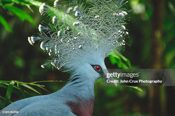 crowned pigeon in papua new guinea - papua new guinea foto e immagini stock