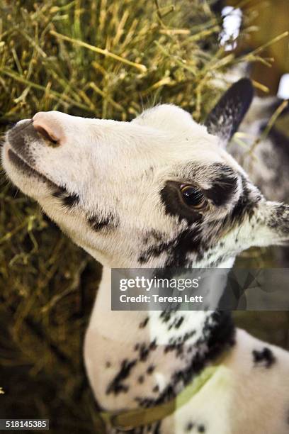 portrait of a goat - goat wearing collar stock-fotos und bilder