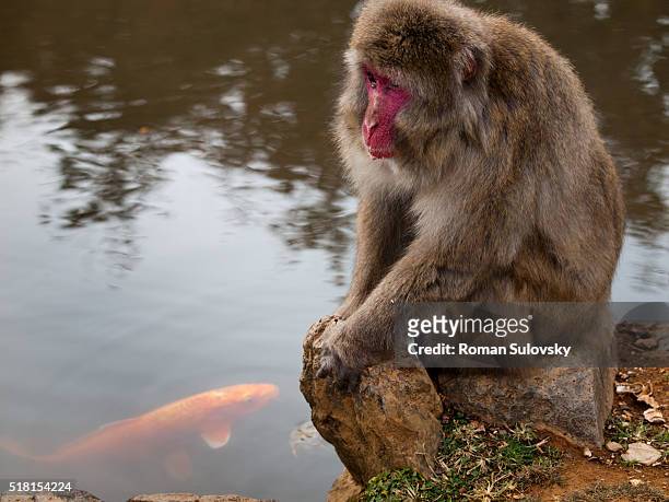 koi fish and macaque at the pond - macaque stock-fotos und bilder