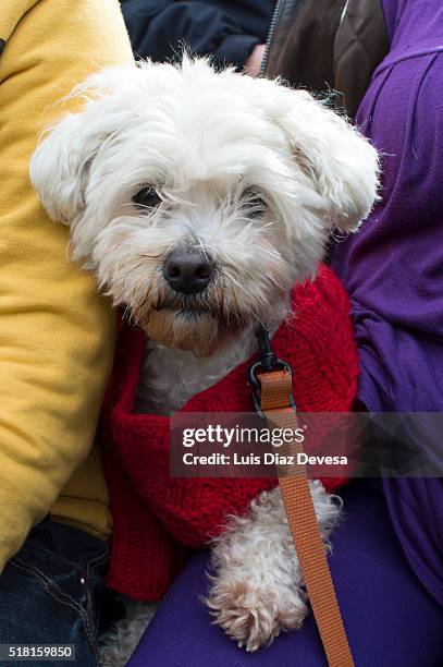 dog with red sweater - chinook dog stock pictures, royalty-free photos & images