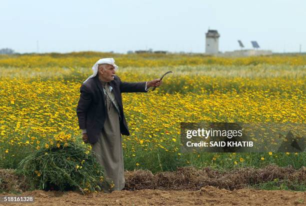 Palestinian farmer Abed al-Hady Qudeih works on his field in the village of Khuzaa, east of Khan Yunis, in the southern Gaza Strip, on March 30 as...