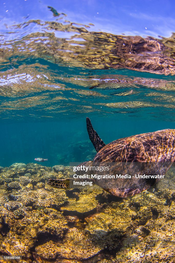 Turtle swimming away