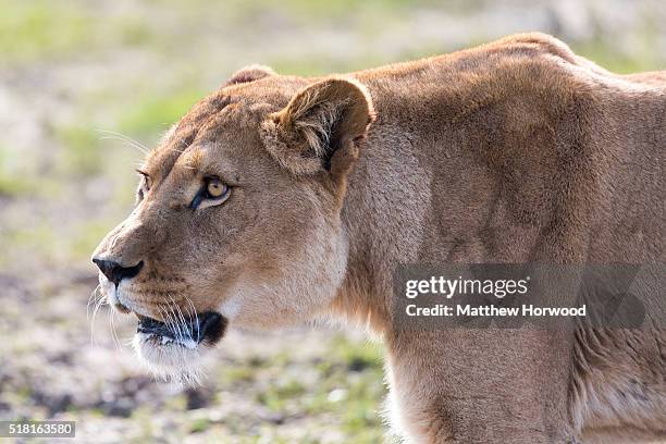 Lion at Longleat House on March 30, 2016 in Wiltshire, England. This year Longleat marks the 50th anniversary of its ground-breaking safari park. In...