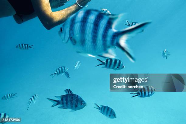 swimming with tropical fishes - zebravis stockfoto's en -beelden