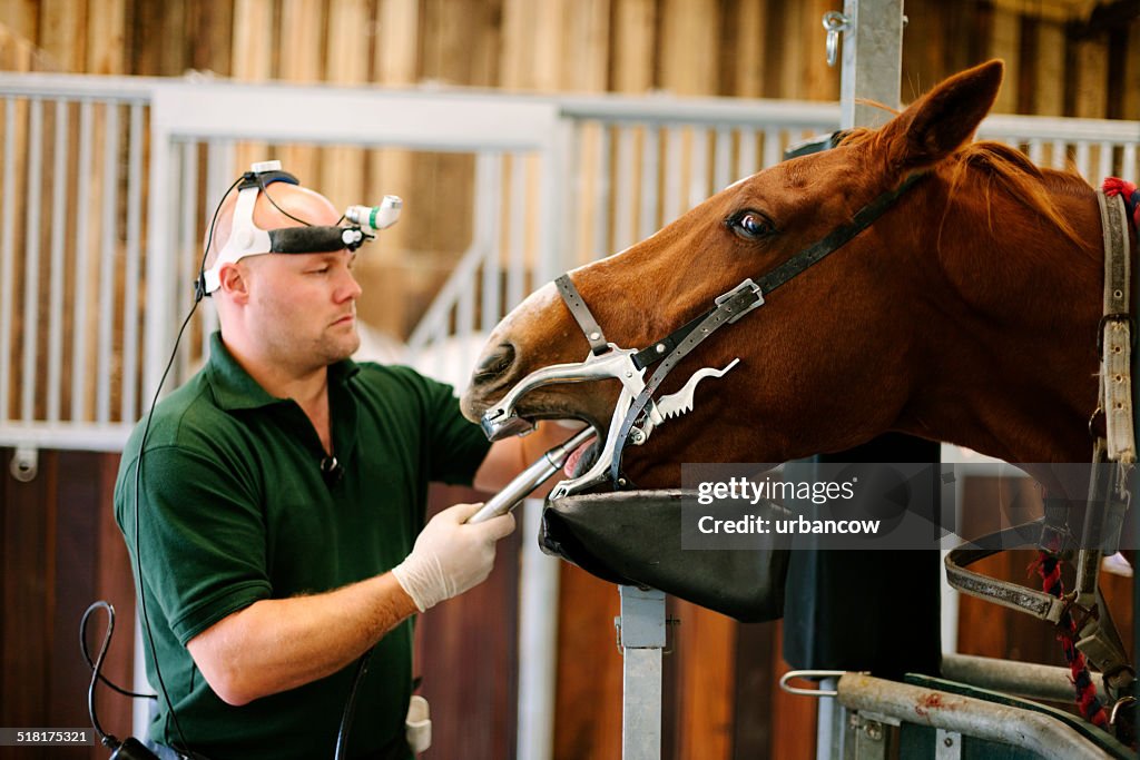 Equine dental exam