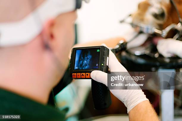 equine dental examination - veterinary dental equipment stock pictures, royalty-free photos & images
