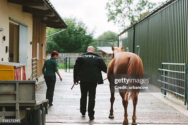 hospital veterinario de caballos - caballo familia del caballo fotografías e imágenes de stock