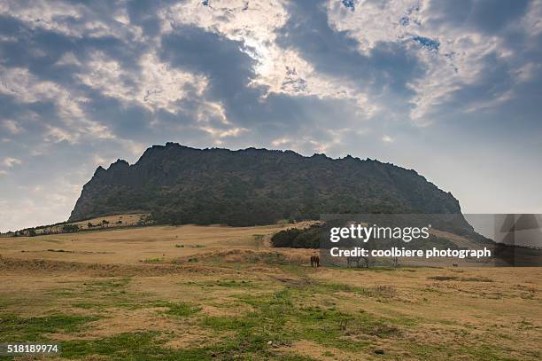 seongsan ilchulbong peak - jeju horse stock pictures, royalty-free photos & images